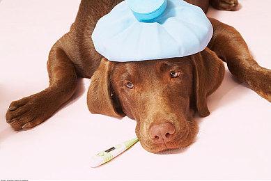 因为受到指控 暴雪取消了《炉石传说》新卡发布直播